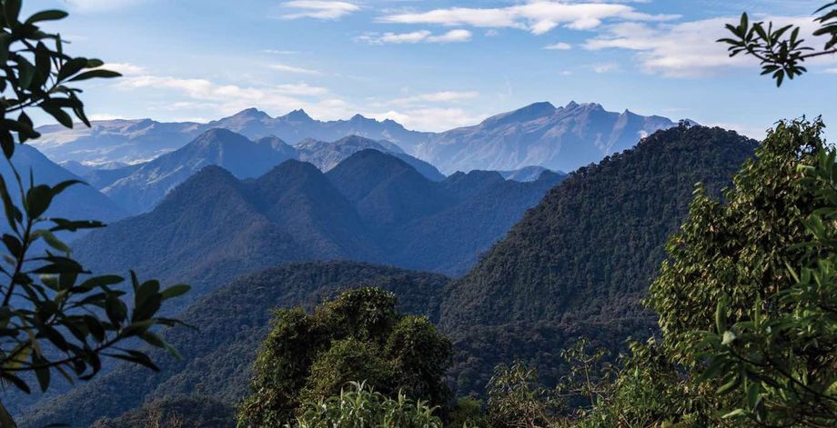 Quito rain forest Quito rain forest